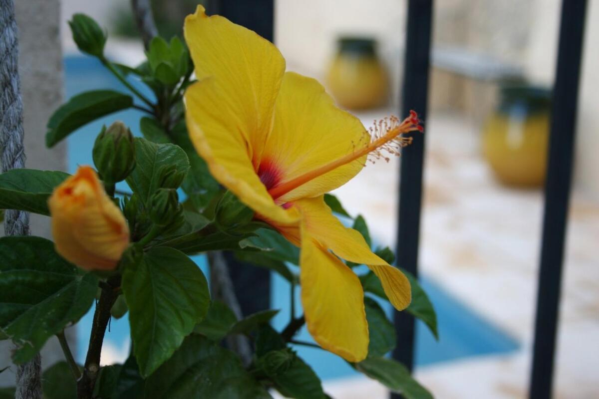 Maison Pelissier Bed And Breakfast With Sweeming Pool Cuxac-dʼAude エクステリア 写真